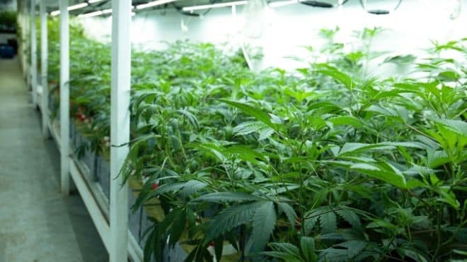 Corning welcomes new legal cannabis dispensary