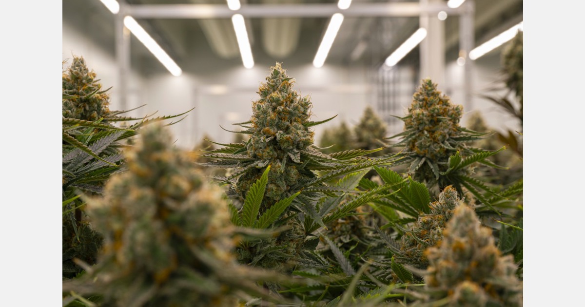 Village Farms goes all-in on cannabis, spins off produce business