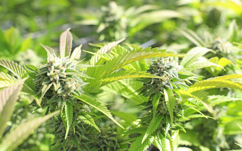 How to Build New Revenue Paths for Burgeoning Cannabis Cultivators