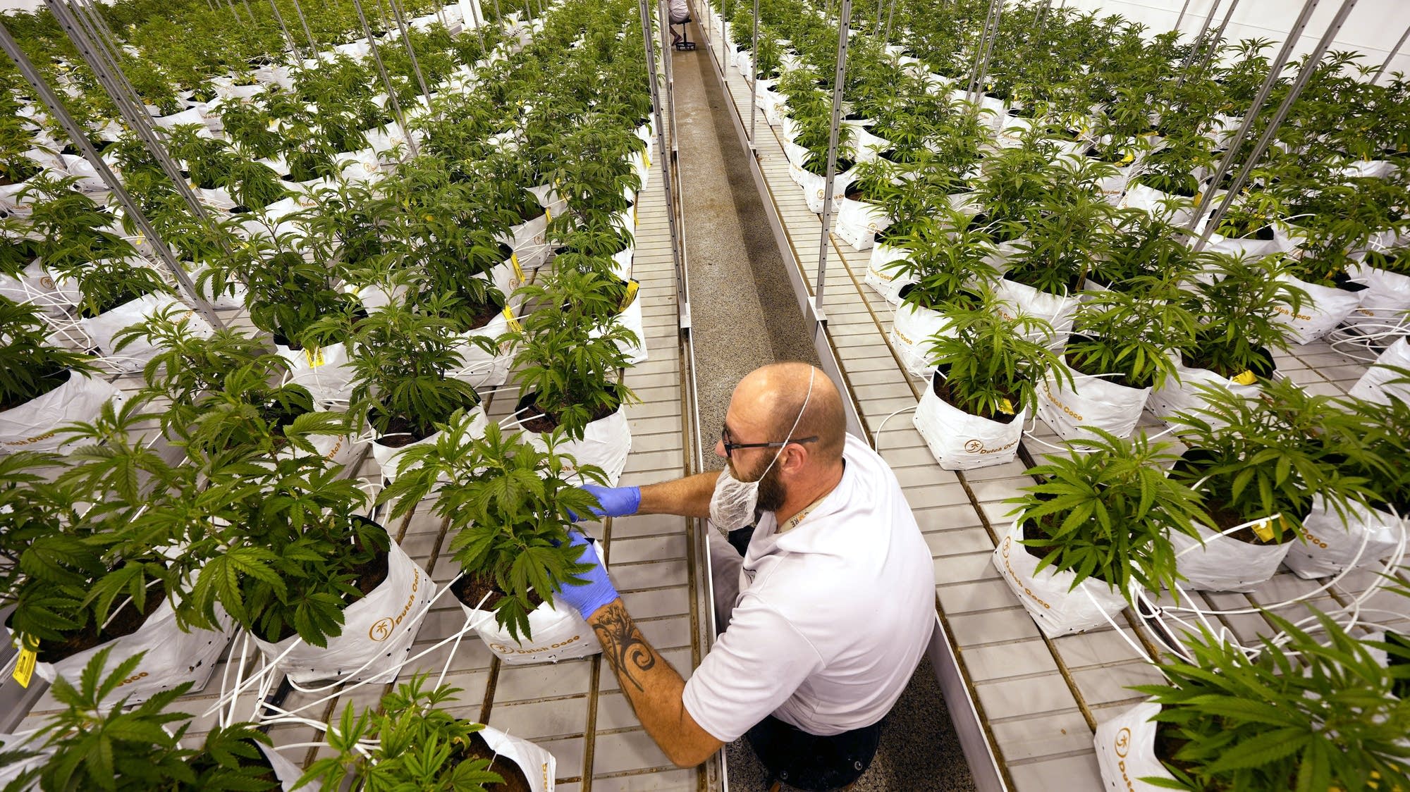 Study finds medical cannabis provided relief for those with obstructive sleep apnea