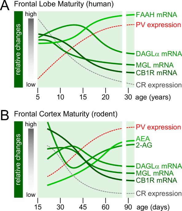 Cannabinoid CB1 receptor-sensitive neurodevelopmental processes and trajectories