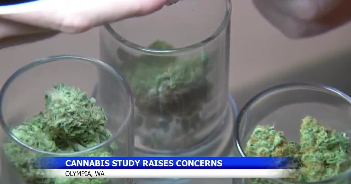 Cannabis surplus questions arise in Washington state | News