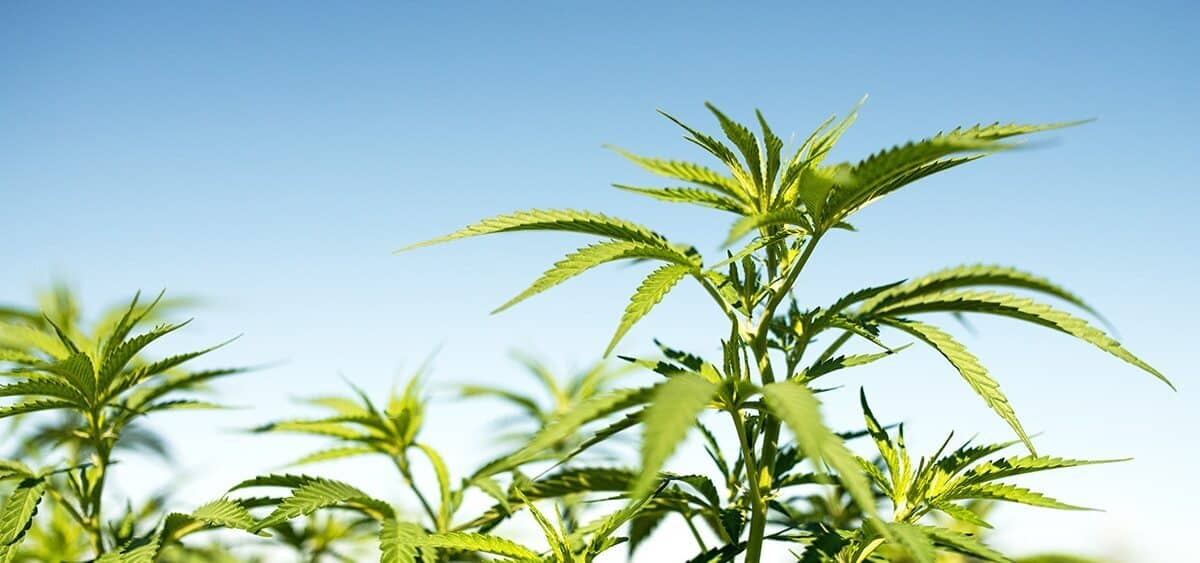Indigenous Cannabis Industry Association Releases Map of Tribal Cannabis and Hemp Programs