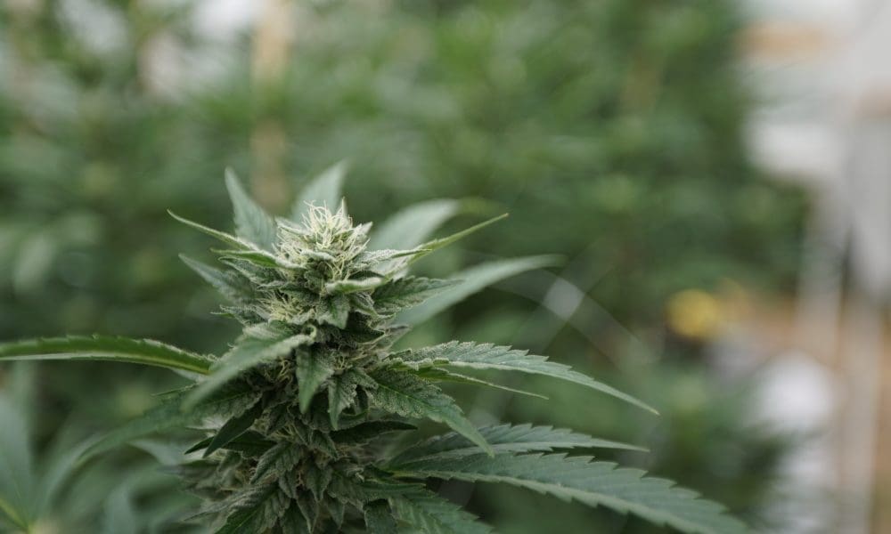 FDA head says psychedelics are a "top priority" for Trump administration (Newsletter: May 20, 2025)