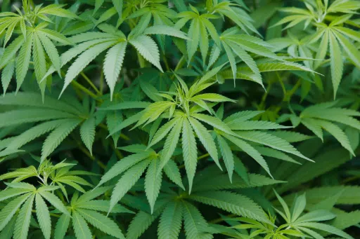 Cannabis operators upset about 5% tax increase in budget agreement | The Mighty 790 KFGO