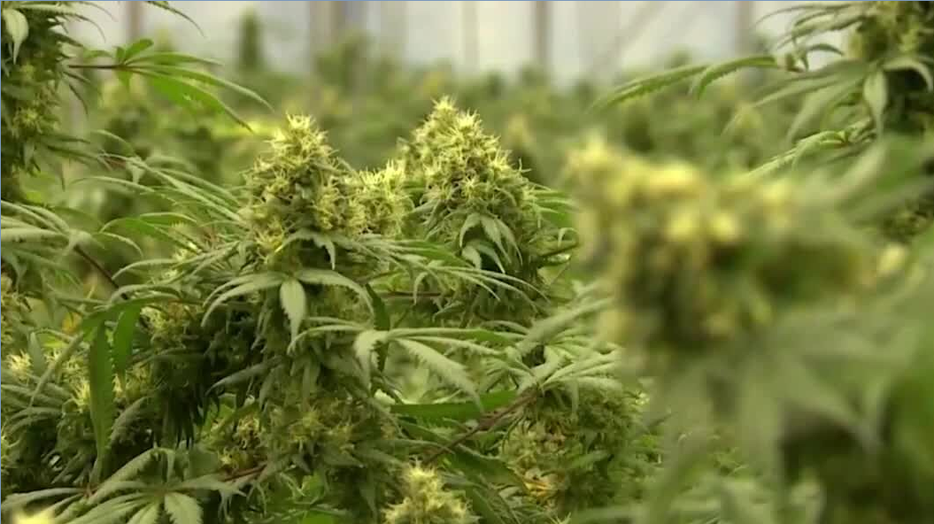 Cannabis surplus questions arise in Washington state | Spokane News