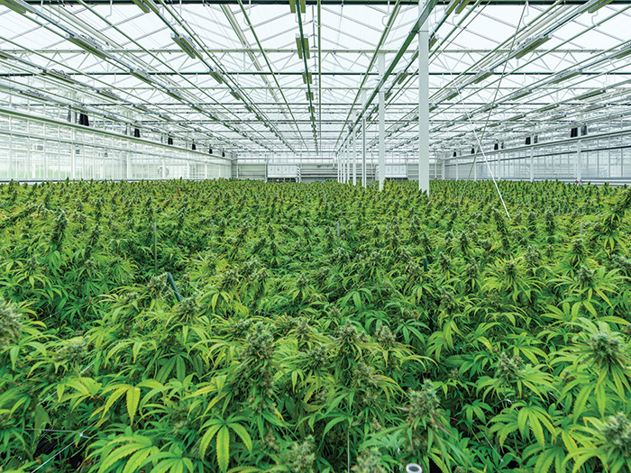 How TJ Frost Saw the Power of Medical Cannabis and Built a Brokering Business Around It