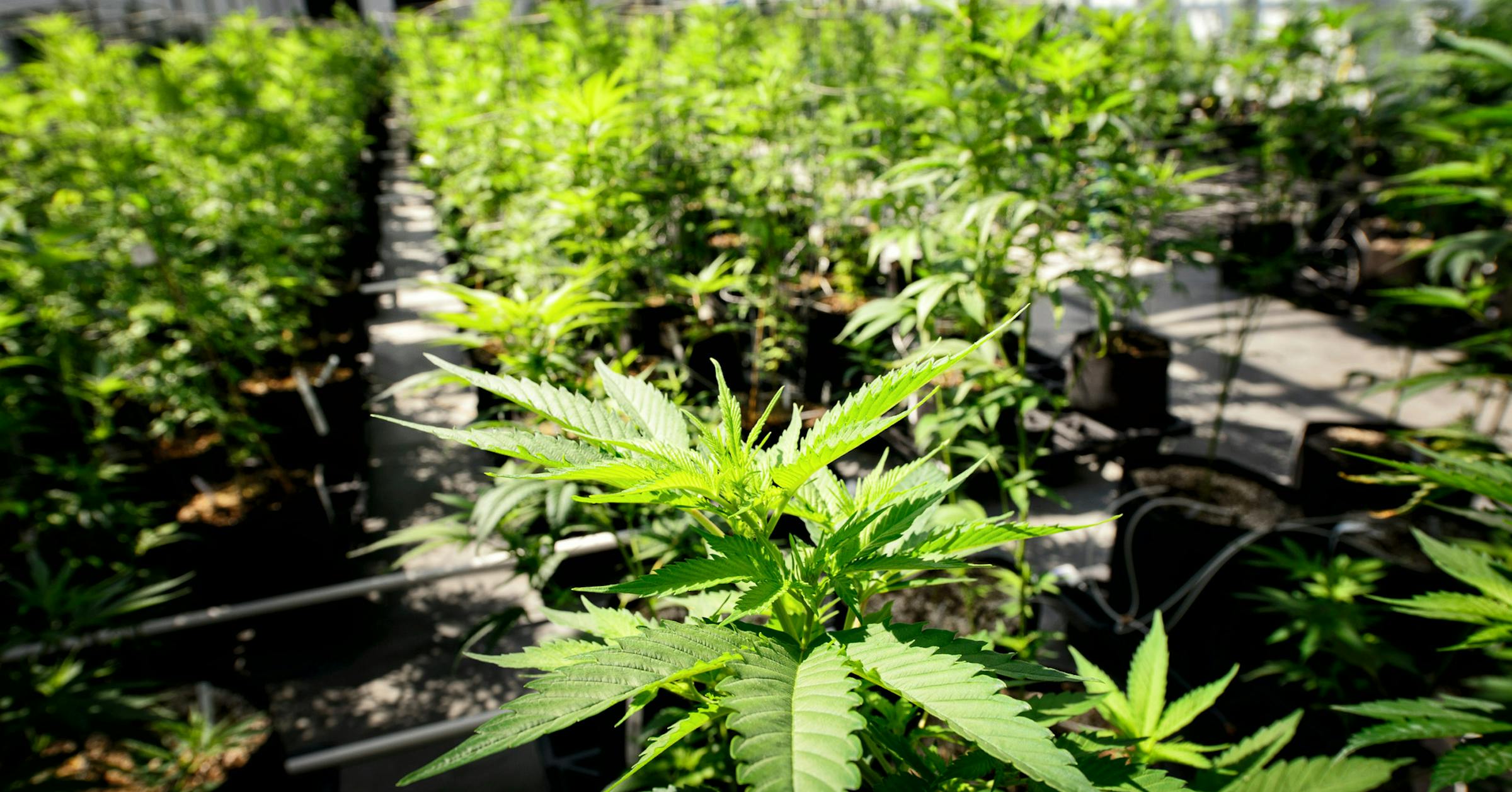 The Minnesota Legislature passed a big cannabis bill. Here’s what’s in it.