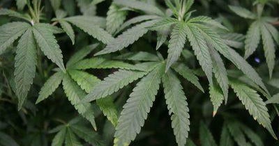 1 dead, 2 injured in shooting at Northern California illegal cannabis grow