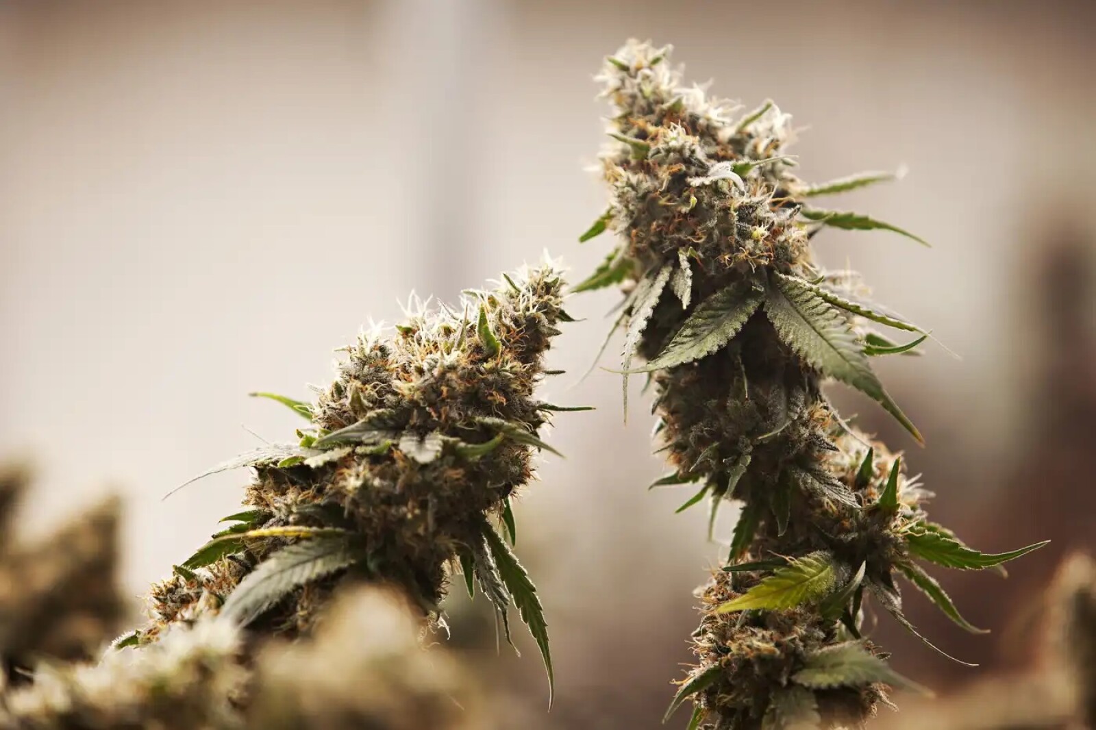 MN signs first tribal-state cannabis compact with White Earth - Detroit Lakes Tribune