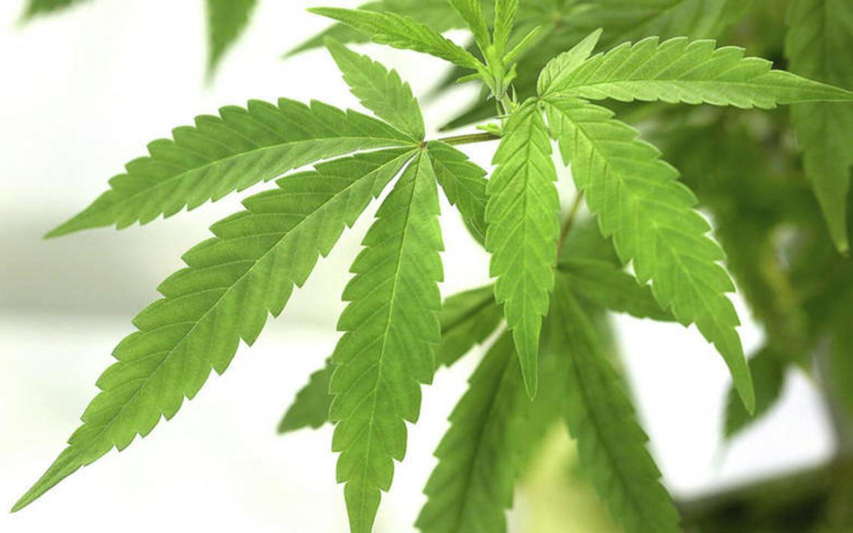 Olmsted County commissioners approve final tweaks to cannabis lottery plan - Post Bulletin