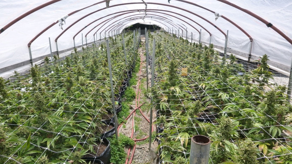 Supreme Court asked to rule on constitutionality of cannabis fines in Humboldt County case