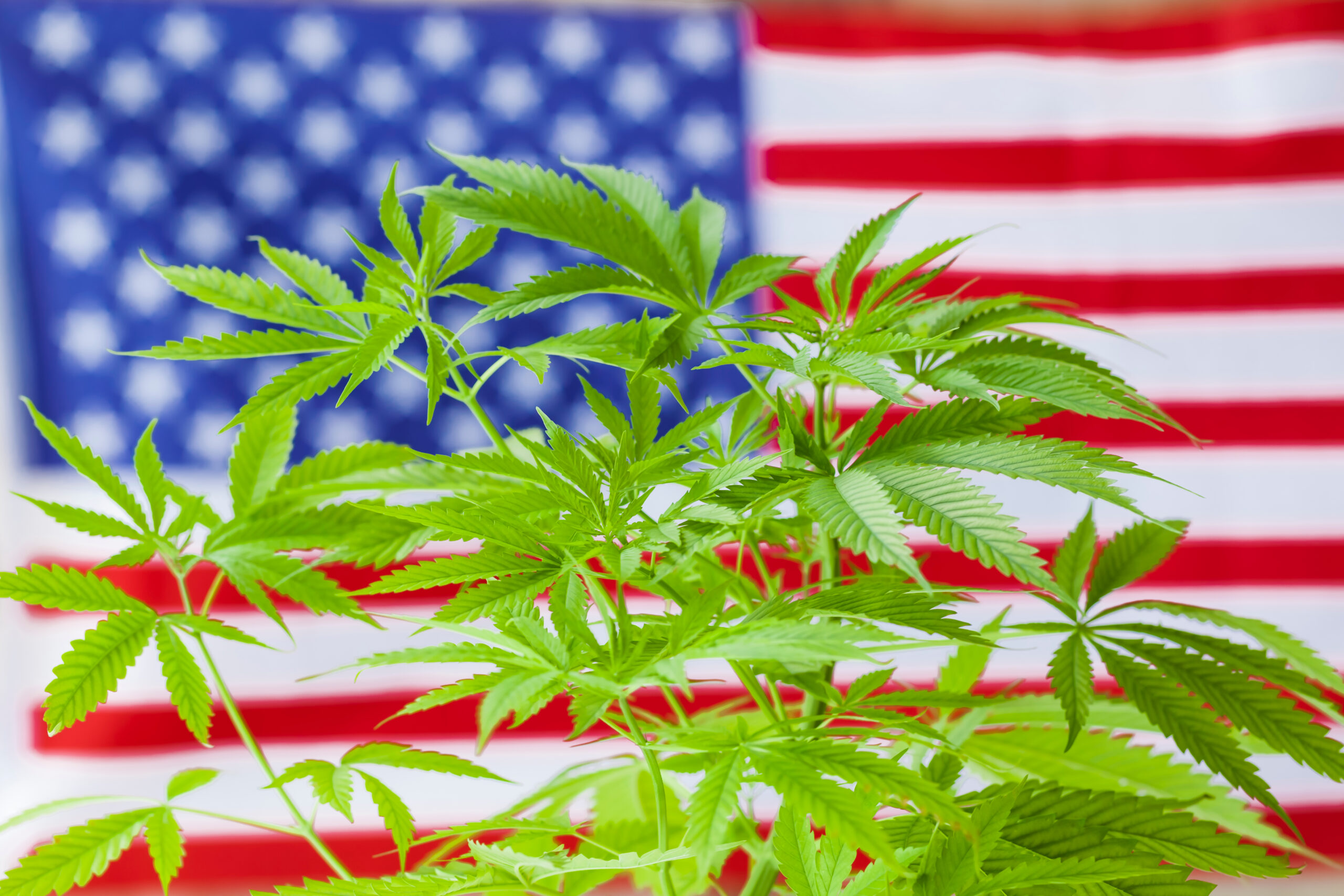 What Do Tariffs Mean For The Cannabis Industry?