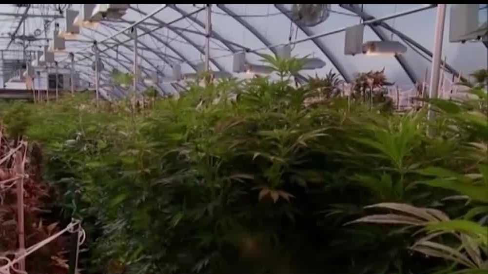 Nebraska lawmakers fail to regulate medical marijuana