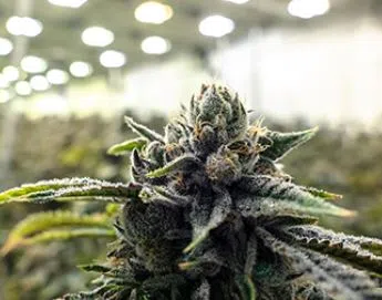 Off-reservation cannabis retail store to open in Moorhead soon | The Mighty 790 KFGO