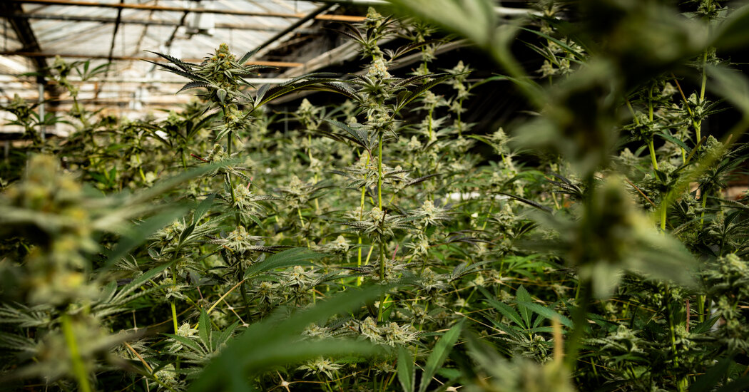 Trump and Biden Backed Easing Marijuana Policy. What Happened?