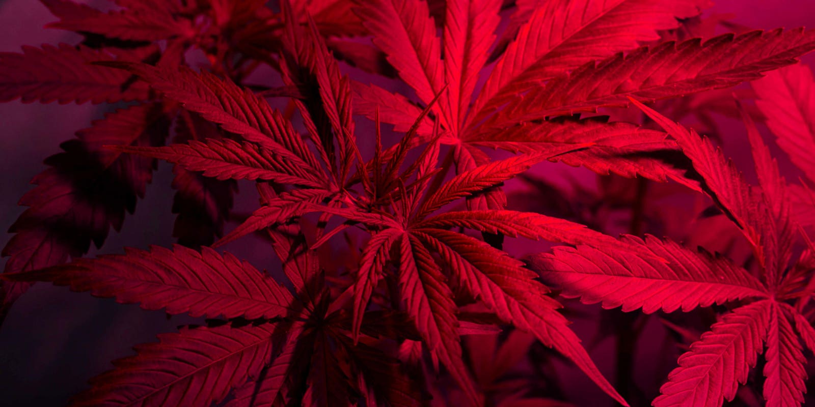 Far-Red Light Boosts THC In Some Cannabis Strains And Lowers Energy Use, Study Finds