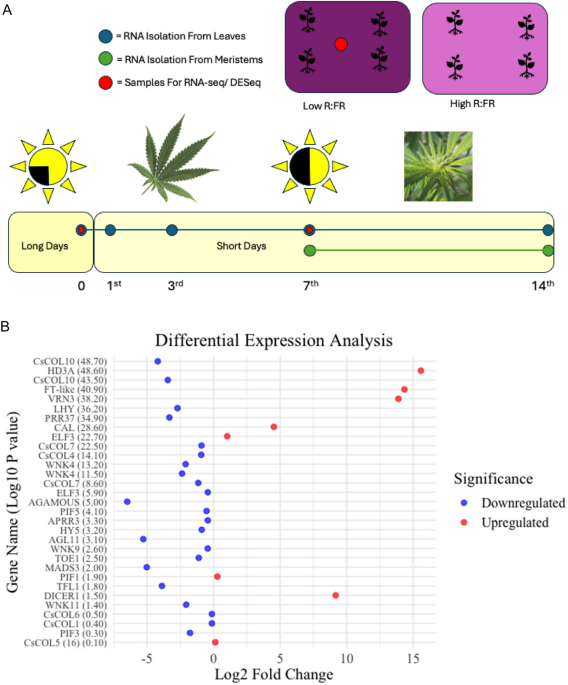 Transcriptomic analysis of CDL-gated photoperiodic flowering mechanisms in cannabis and their responsiveness to R: FR ratios in controlled environment agriculture