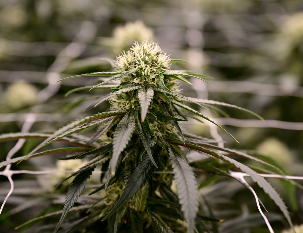 Mammoth Farms' lawsuit against Colorado marijuana regulators dismissed