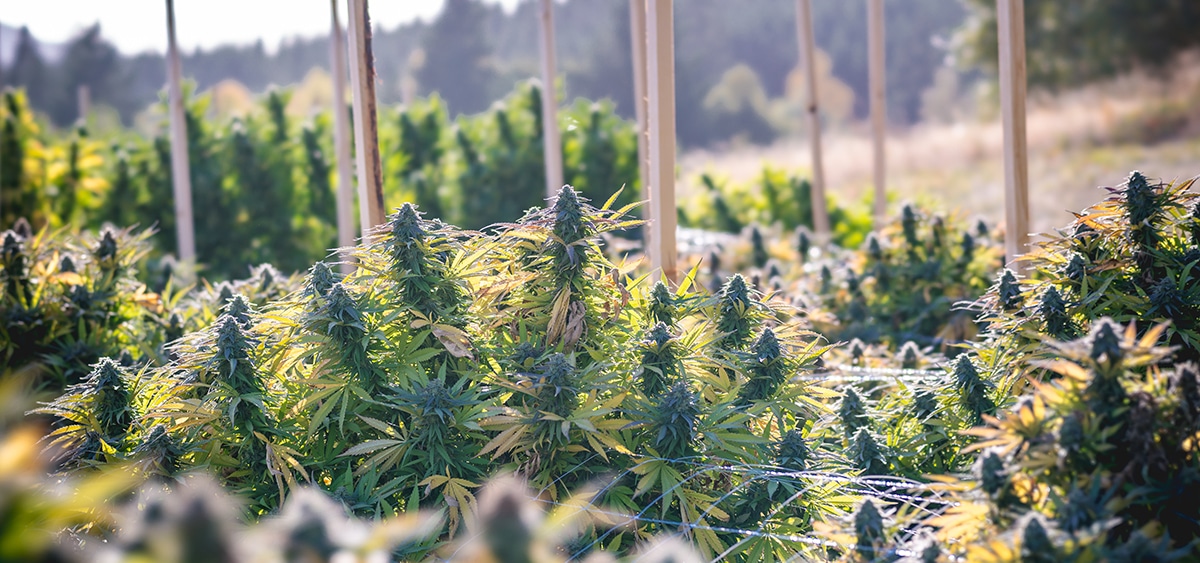 California Seizes $123.5M of Illicit Cannabis in Largest Task Force Operation Yet