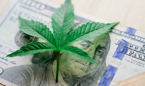 New Insurance Solution Aims to Cover US Cannabis Producers -