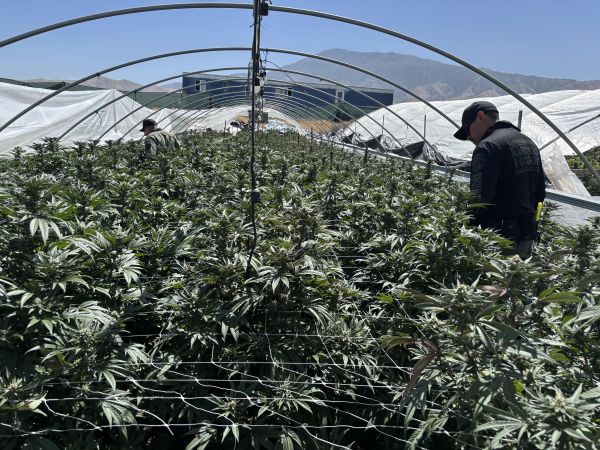 State, Federal and Local Law Enforcement Officers Seize $123.5 Million in Illicit Cannabis in Central Valley