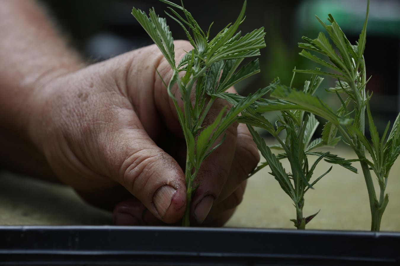 Map Shows One In Four Continental U.S. Tribes Work In Cannabis Or Hemp