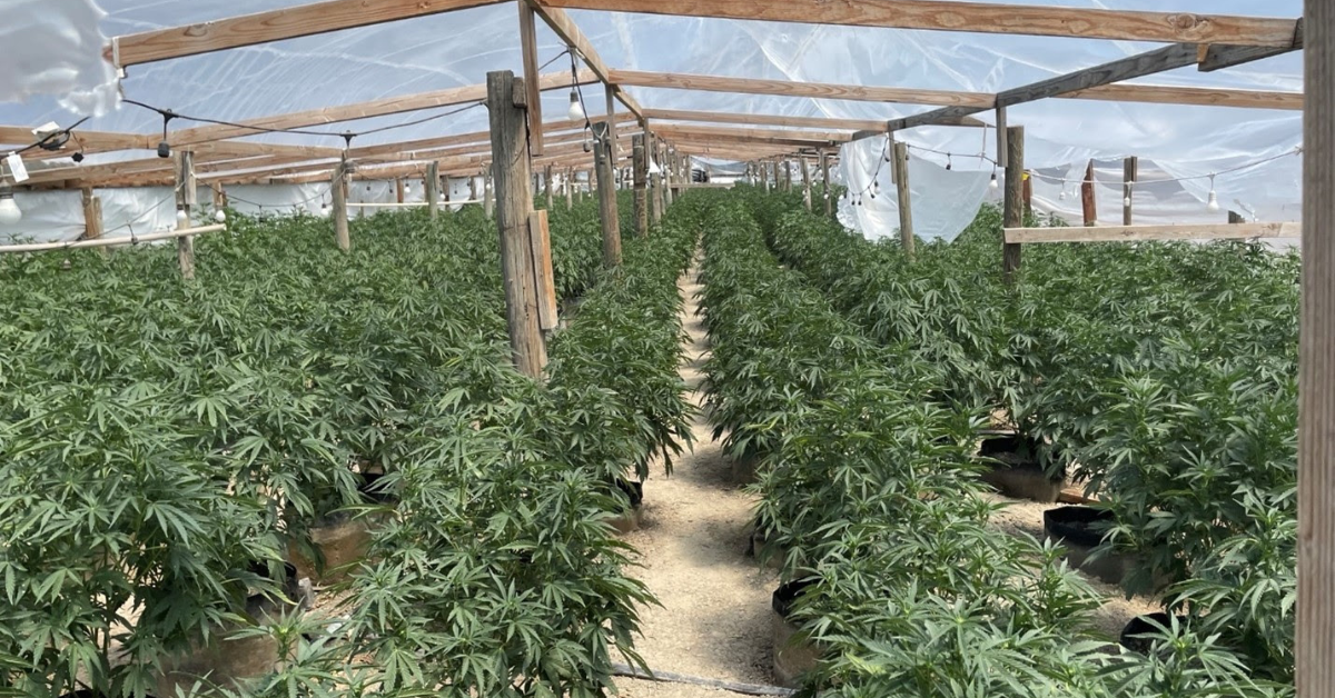 California officials seize $123 million in illegal cannabis 
