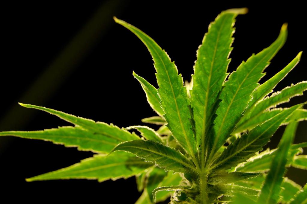 White Earth cannabis compact signed, clearing way for Moorhead dispensary – Twin Cities
