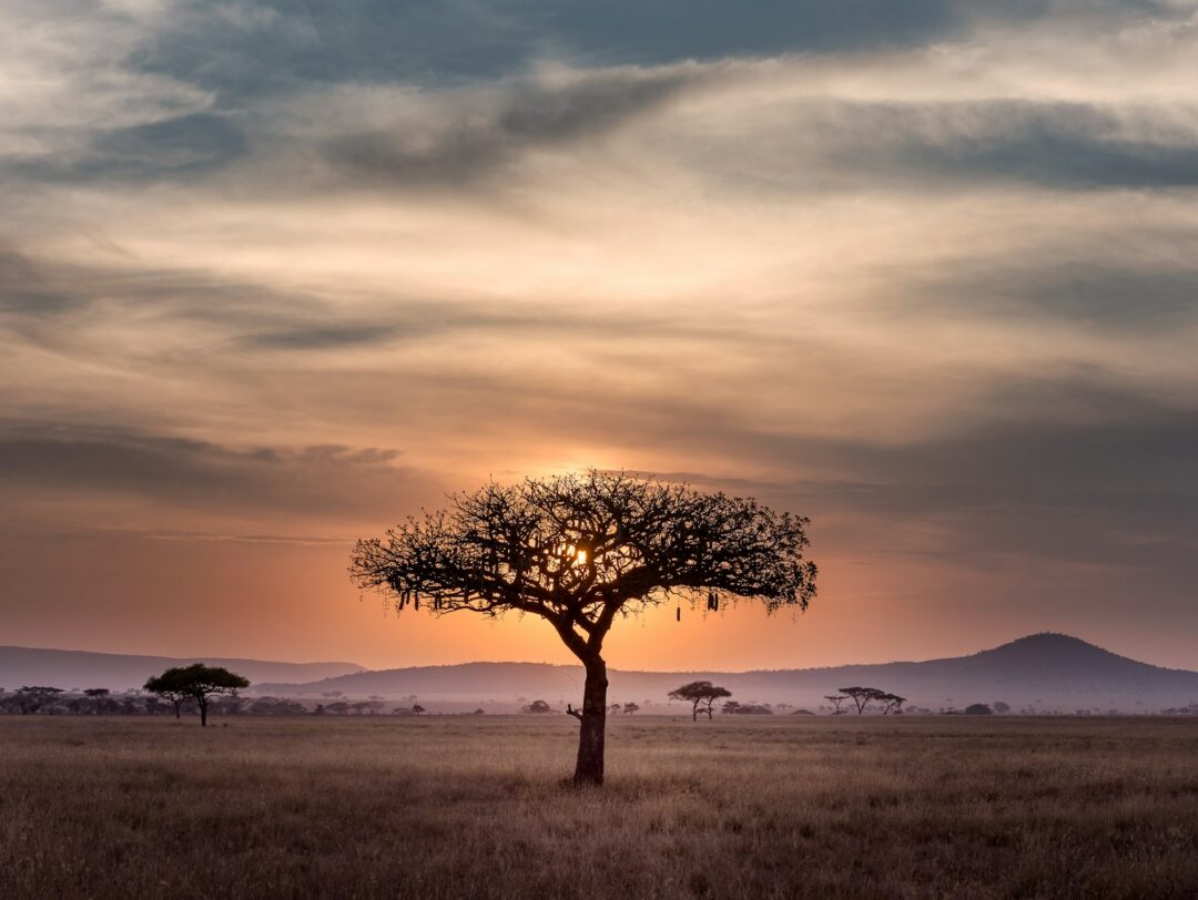 South Africa's Current Stance On Cannabis