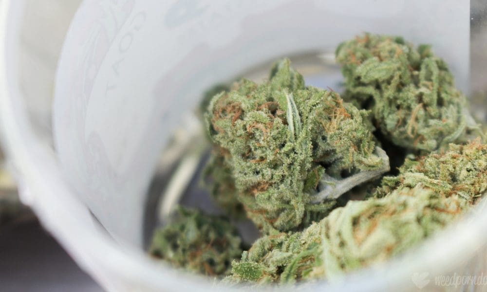 Oregon Marijuana Businesses Could Provide 'Trade Samples' At Industry Events Under Bill Sent To Governor's Desk