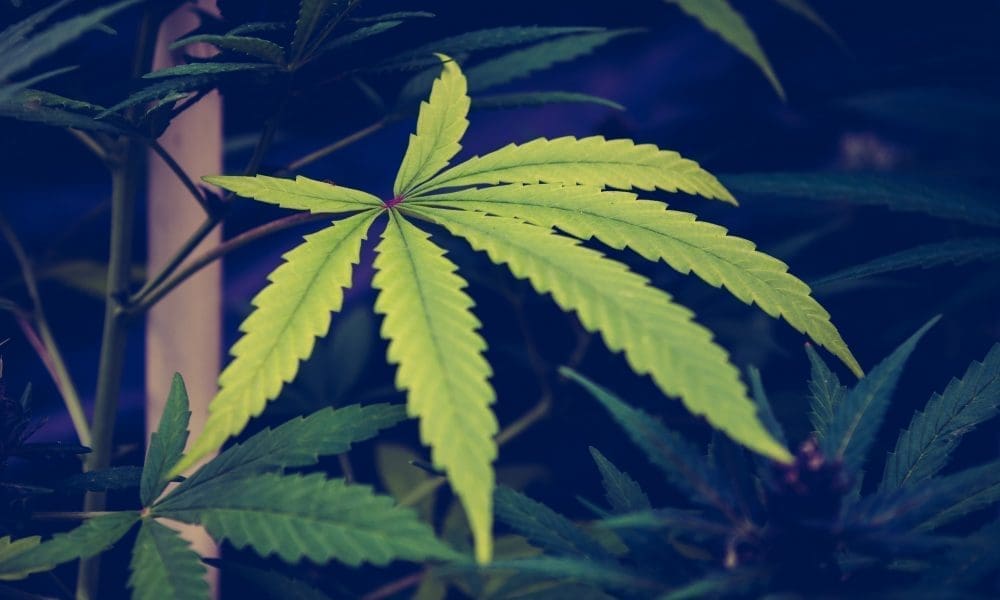 Senate Committee Approves Trump's DEA Pick Who Has Refused To Say If He Supports Marijuana Rescheduling Proposal Before Agency