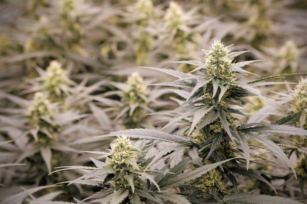 $5.5 million in cannabis seized at unlicensed marijuana dispensary in Monrovia – San Gabriel Valley Tribune