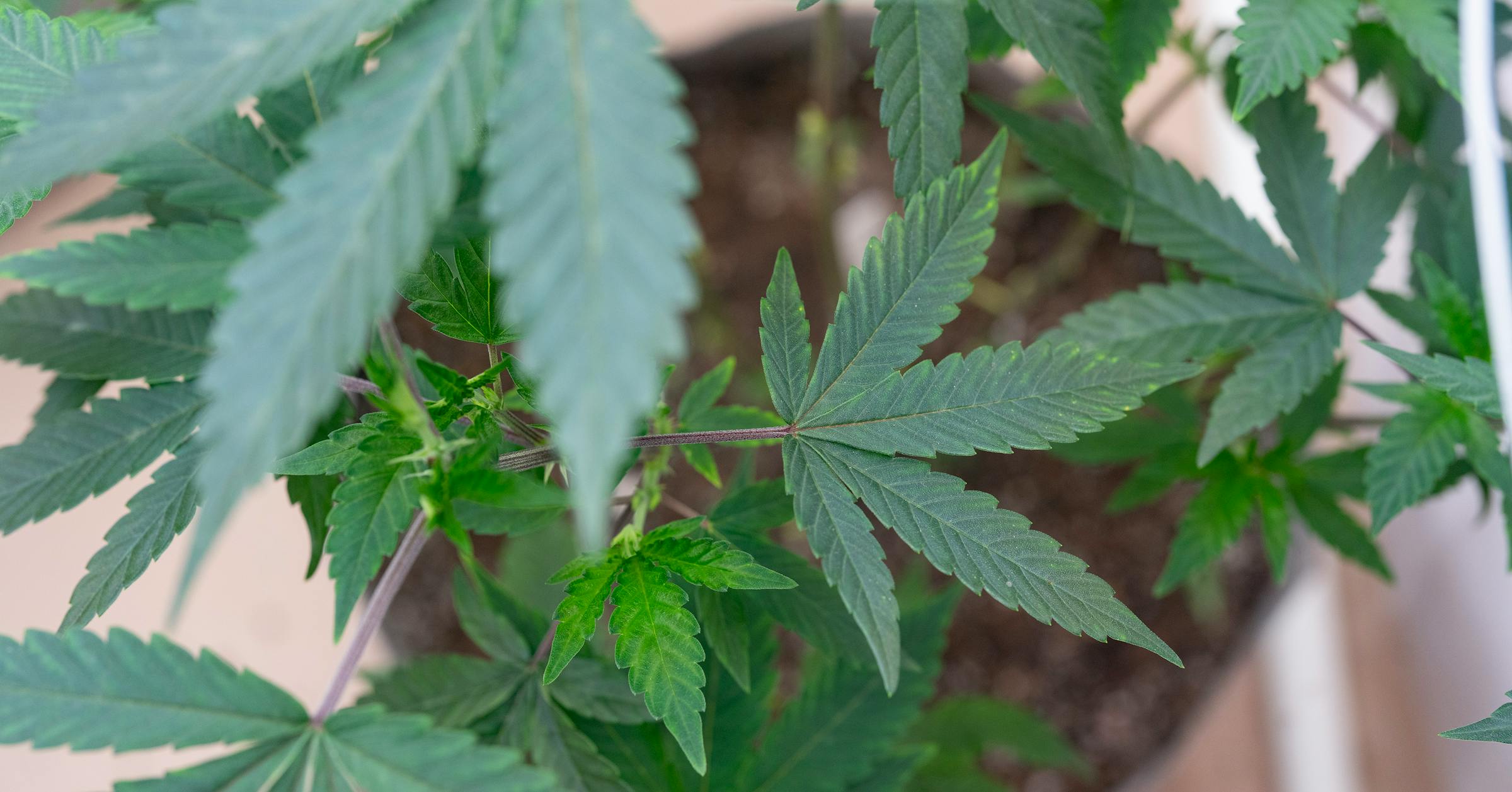 Olmsted County firms up cannabis lottery plan, gives small shops an earlier start