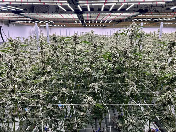 Michigan cannabis sales slip for first time since legalization