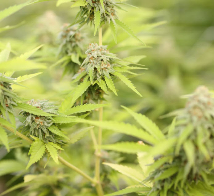 More than $5.5 Million in Illegal Cannabis Seized in Los Angeles County
