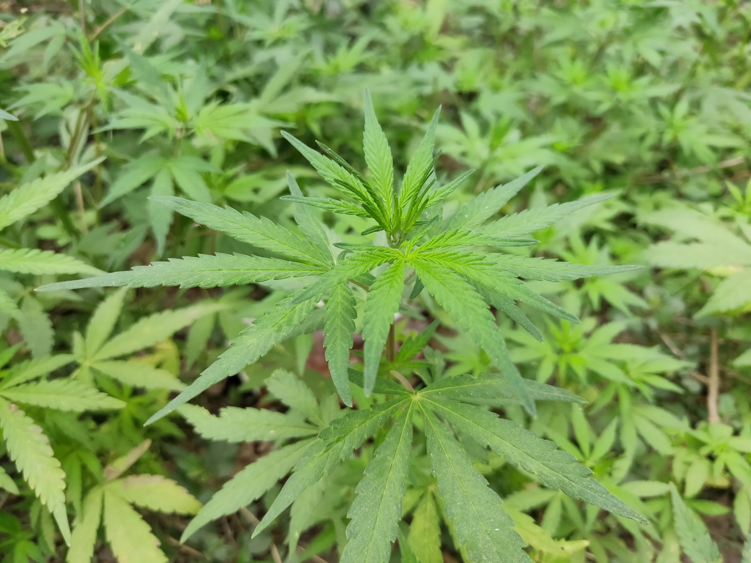 ClassiCann festival combines renowned classical musicians and local cannabis this Saturday • The Mendocino Voice