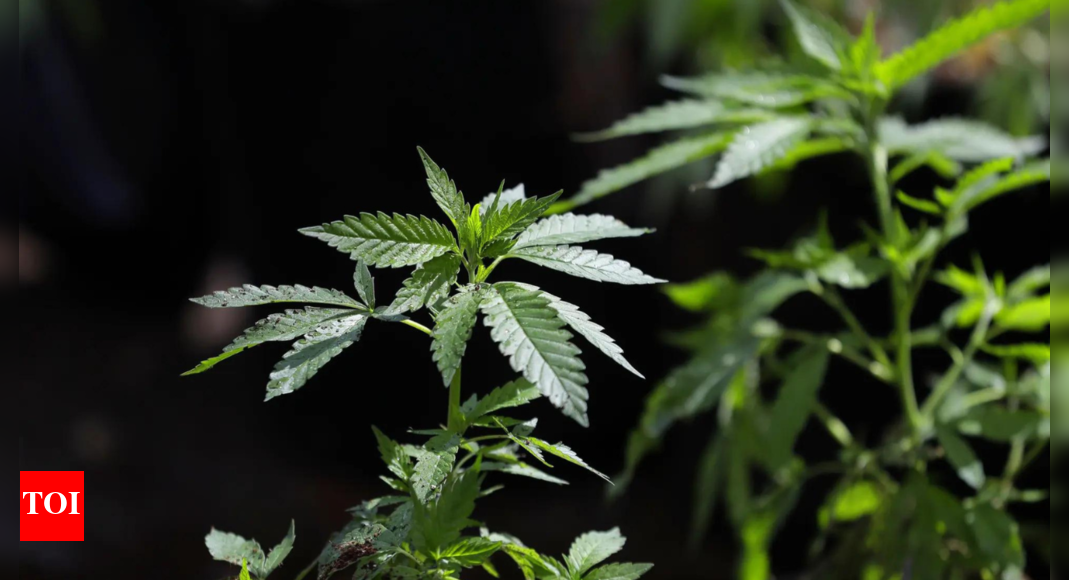 Sri Lanka foils synthetic cannabis smuggling attempts