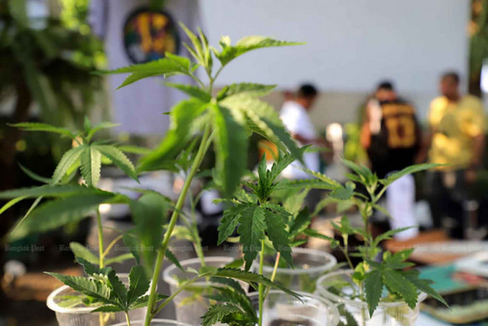 Bangkok Post - Thumbs down for cannabis certificate plan
