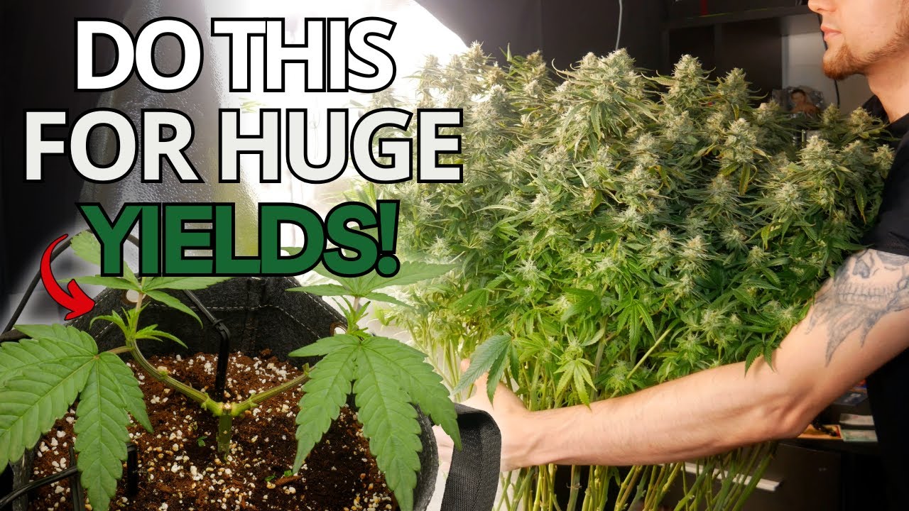 How to Mainline Cannabis Plants | A Step-by-Step Guide to Bigger Yields (Manifolding)