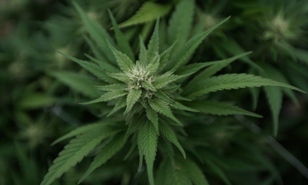 DEA Promotes Claim That Marijuana Could Be More Likely To Cause Psychosis Than Meth