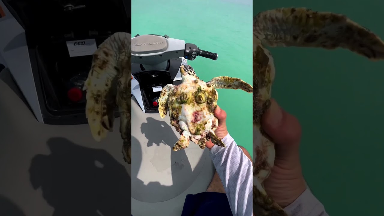 He saved a turtle’s life in the ocean ❤️