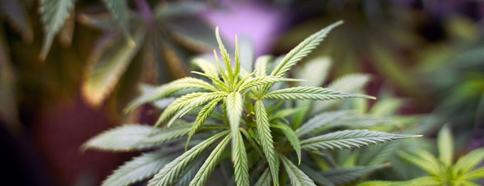 Marijuana Shops Lose Bid to Unwind Federal Cannabis Policy
