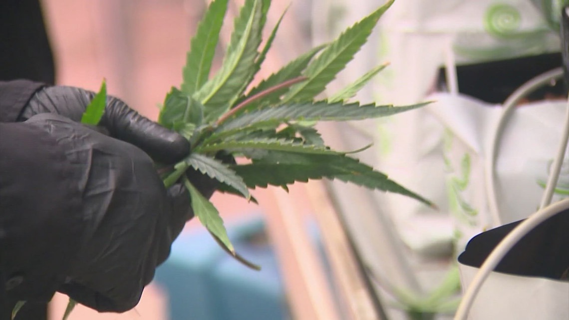 Texas medical cannabis: Chronic pain could become qualifying condition