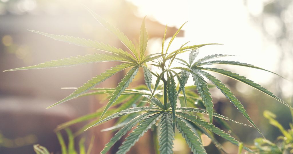 Legislation aims to crack down on cannabis industry, improve oversight : Maui Now