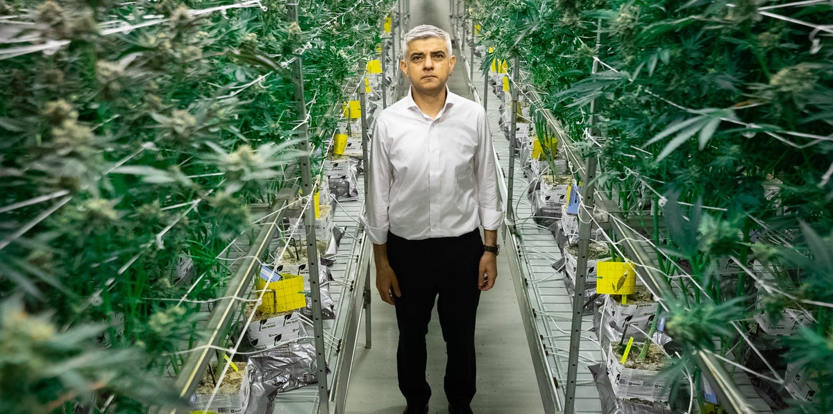Labour Drugs War Erupts As Minister Slaps Down Sadiq Khan's Cannabis Call