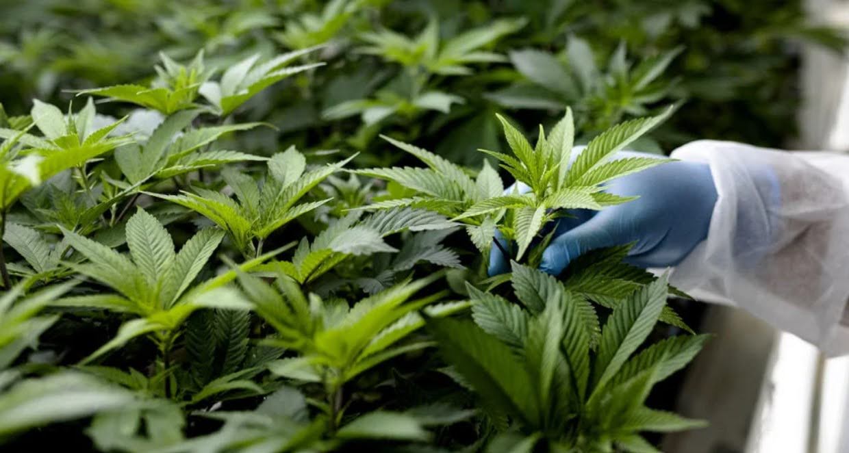 How Cannabis Can Help You During Lent