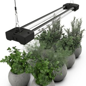 cannabis growing lights