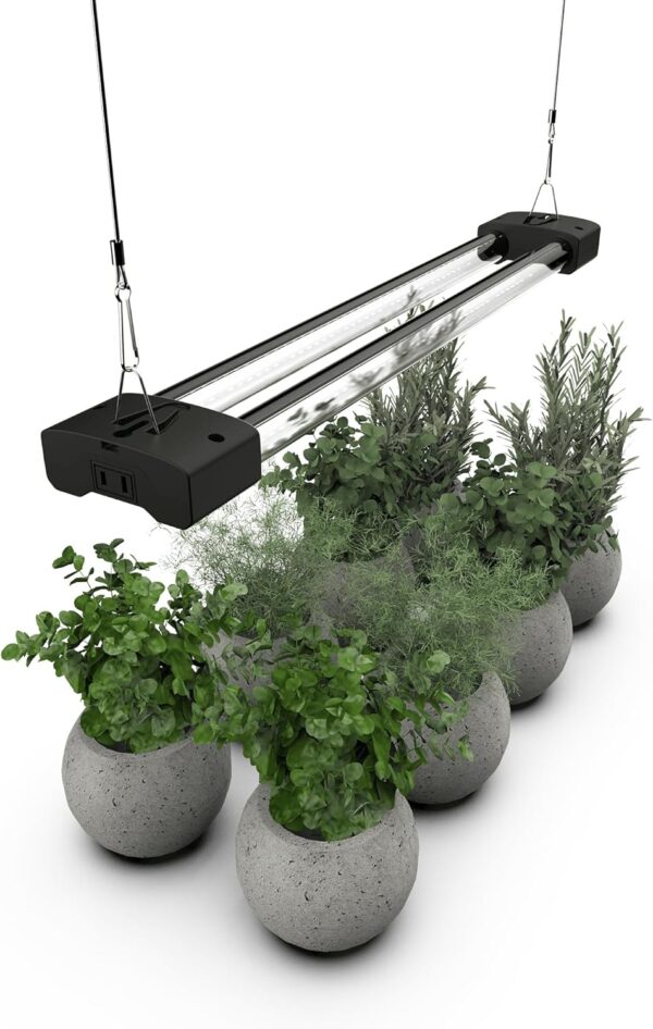 cannabis growing lights