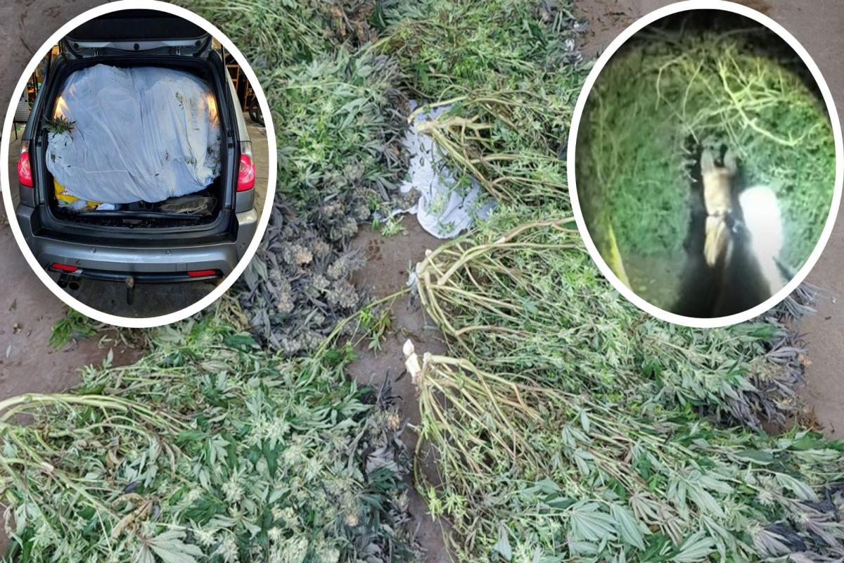 Drug dealer found with £150k of cannabis plants after 90mph police pursuit